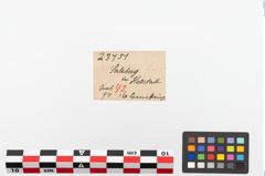 Etiketten zu Perlenkette (NHMW-PRAE-023751)